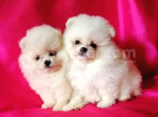 Pomeranian Boo Yavruları Safkan Irk Ve Sağlık Garantili görsel