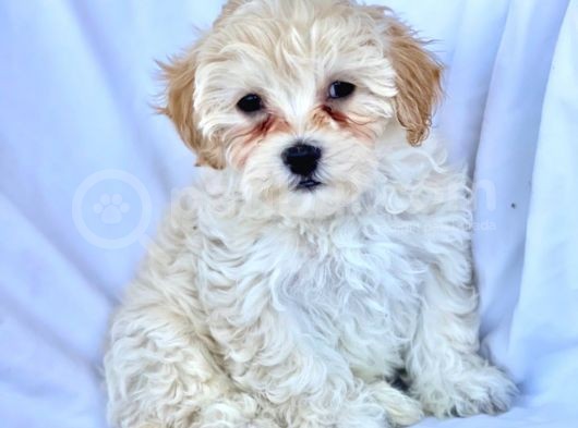 Maltipoo Yavrularımız Safkan Irk Ve Sağlık Garantili görsel