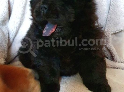 Chow Chow Yavruları Safkan Irk Ve Sağlık Garantili görsel