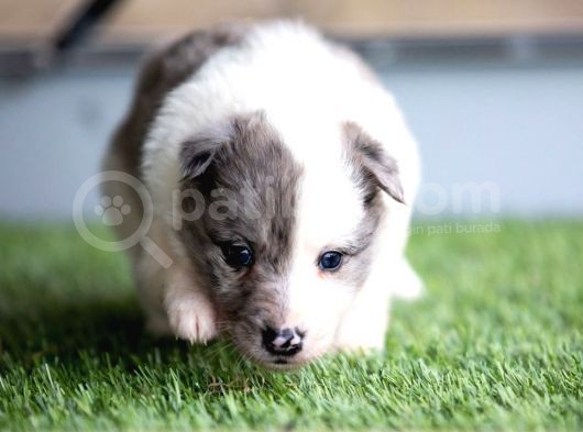 Border Collie Yavruları Safkan Irk Ve Sağlık Garantili görsel