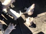 Labrador Yavruları Safkan Irk Ve Sağlık Garantili