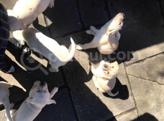 Labrador Yavruları Safkan Irk Ve Sağlık Garantili görsel