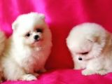 Pomeranian Boo Yavruları Safkan Irk Ve Sağlık Garantili