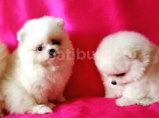 Pomeranian Boo Yavruları Safkan Irk Ve Sağlık Garantili görsel
