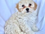 Maltipoo Yavrularımız Safkan Irk Ve Sağlık Garantili