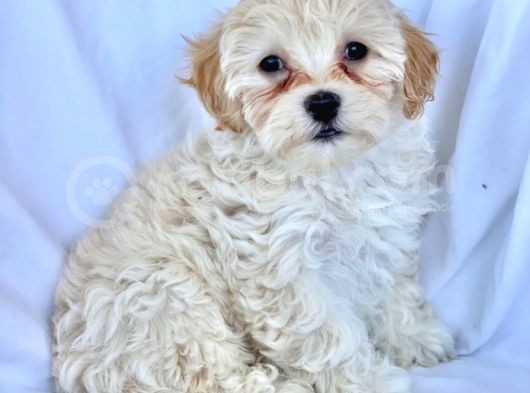 Maltipoo Yavrularımız Safkan Irk Ve Sağlık Garantili görsel