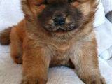 Chow Chow Yavruları Safkan Irk Ve Sağlık Garantili