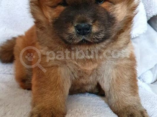 Chow Chow Yavruları Safkan Irk Ve Sağlık Garantili görsel