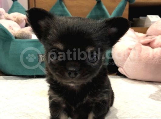 Chihuahua Yavruları Safkan Irk Ve Sağlık Garantili görsel