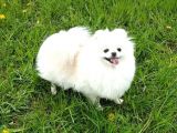Pomeranian Boo Yavruları Safkan Irk Ve Sağlık Garantili