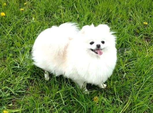 Pomeranian Boo Yavruları Safkan Irk Ve Sağlık Garantili görsel