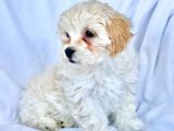 Maltipoo Yavrularımız Safkan Irk Ve Sağlık Garantili