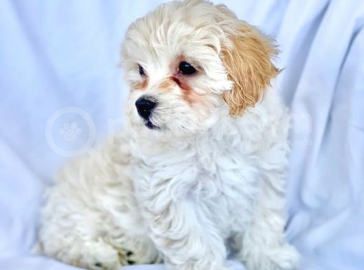 Maltipoo Yavrularımız Safkan Irk Ve Sağlık Garantili görsel