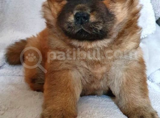 Chow Chow Yavruları Safkan Irk Ve Sağlık Garantili görsel