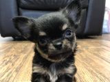 Chihuahua Yavruları Safkan Irk Ve Sağlık Garantili