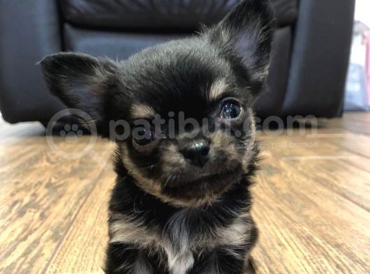 Chihuahua Yavruları Safkan Irk Ve Sağlık Garantili görsel