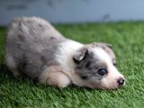Border Collie Yavruları Safkan Irk Ve Sağlık Garantili
