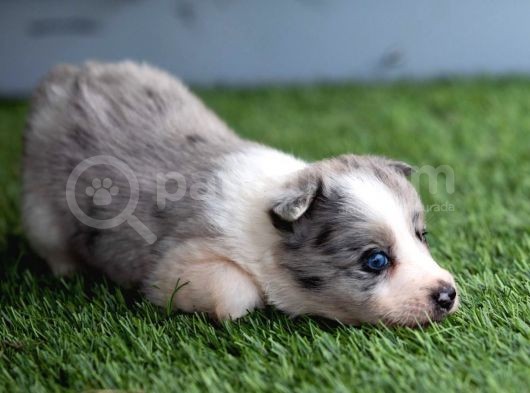 Border Collie Yavruları Safkan Irk Ve Sağlık Garantili görsel
