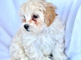 Maltipoo Yavrularımız Safkan Irk Ve Sağlık Garantili