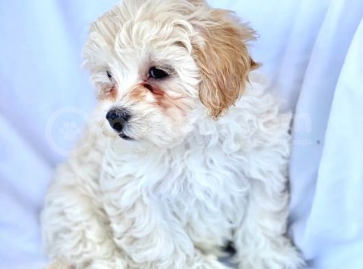 Maltipoo Yavrularımız Safkan Irk Ve Sağlık Garantili görsel