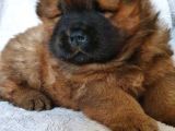 Chow Chow Yavruları Safkan Irk Ve Sağlık Garantili