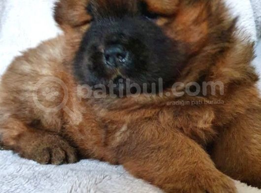 Chow Chow Yavruları Safkan Irk Ve Sağlık Garantili görsel