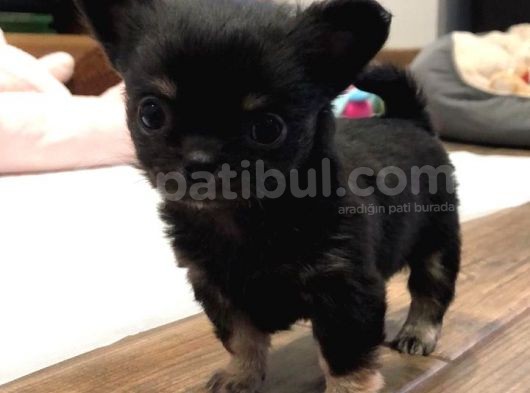 Chihuahua Yavruları Safkan Irk Ve Sağlık Garantili görsel