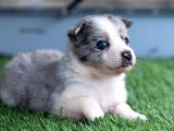 Border Collie Yavruları Safkan Irk Ve Sağlık Garantili