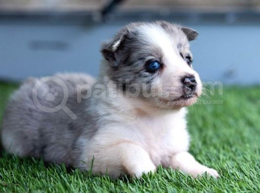 Border Collie Yavruları Safkan Irk Ve Sağlık Garantili görsel