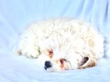 Maltipoo Yavrularımız Safkan Irk Ve Sağlık Garantili