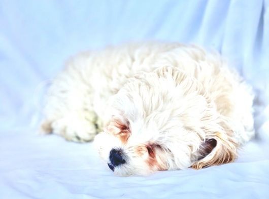 Maltipoo Yavrularımız Safkan Irk Ve Sağlık Garantili görsel