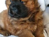 Chow Chow Yavruları Safkan Irk Ve Sağlık Garantili
