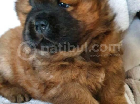 Chow Chow Yavruları Safkan Irk Ve Sağlık Garantili görsel