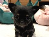 Chihuahua Yavruları Safkan Irk Ve Sağlık Garantili