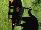 Rottweiler Yavruları Safkan Irk Ve Sağlık Garantili