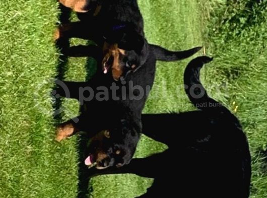Rottweiler Yavruları Safkan Irk Ve Sağlık Garantili görsel