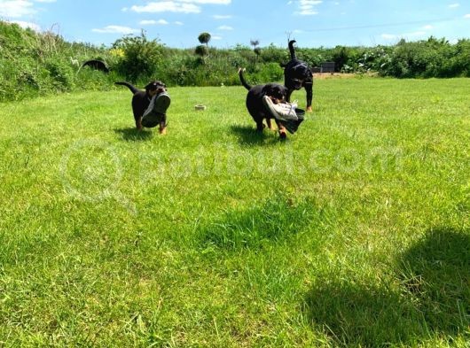 Rottweiler Yavruları Safkan Irk Ve Sağlık Garantili görsel