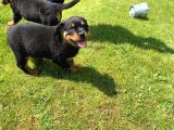 Rottweiler Yavruları Safkan Irk Ve Sağlık Garantili