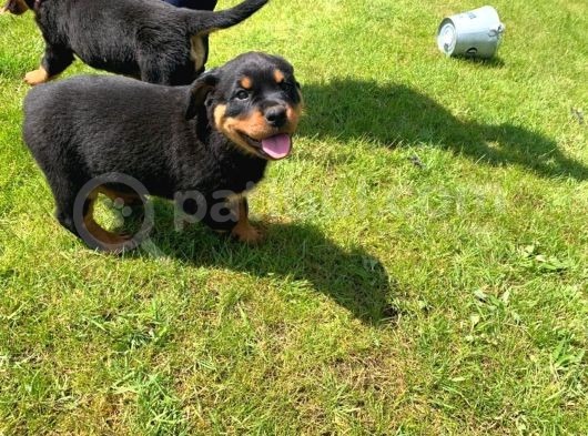 Rottweiler Yavruları Safkan Irk Ve Sağlık Garantili görsel