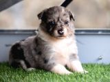 Border Collie Yavruları Safkan Irk Ve Sağlık Garantili