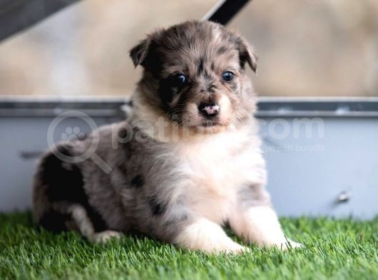 Border Collie Yavruları Safkan Irk Ve Sağlık Garantili görsel