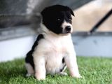 Border Collie Yavruları Safkan Irk Ve Sağlık Garantili