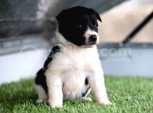 Border Collie Yavruları Safkan Irk Ve Sağlık Garantili görsel
