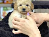 Irk Ve Sağlık Garantili Apricot Toy Poodle Yavrularımız