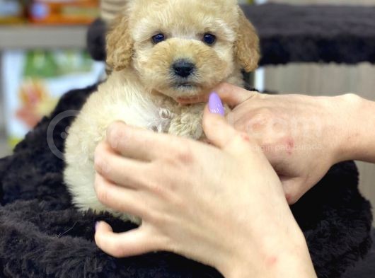 Irk Ve Sağlık Garantili Apricot Toy Poodle Yavrularımız