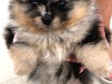 Pomeranian Boo Yavruları Safkan Irk Ve Sağlık Garantili