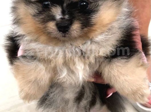Pomeranian Boo Yavruları Safkan Irk Ve Sağlık Garantili görsel