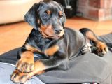 Doberman Yavruları Safkan Irk Ve Sağlık Garantili