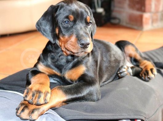 Doberman Yavruları Safkan Irk Ve Sağlık Garantili görsel