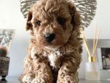 Maltipoo Yavrularımız Safkan Irk Ve Sağlık Garantili